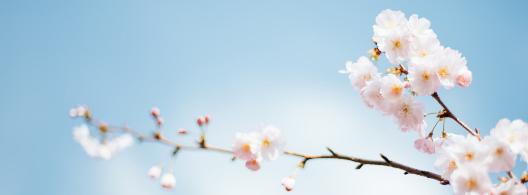苏幕遮